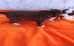 Border Collie perros en venta: Cachorros de border collie  - Imagen 2