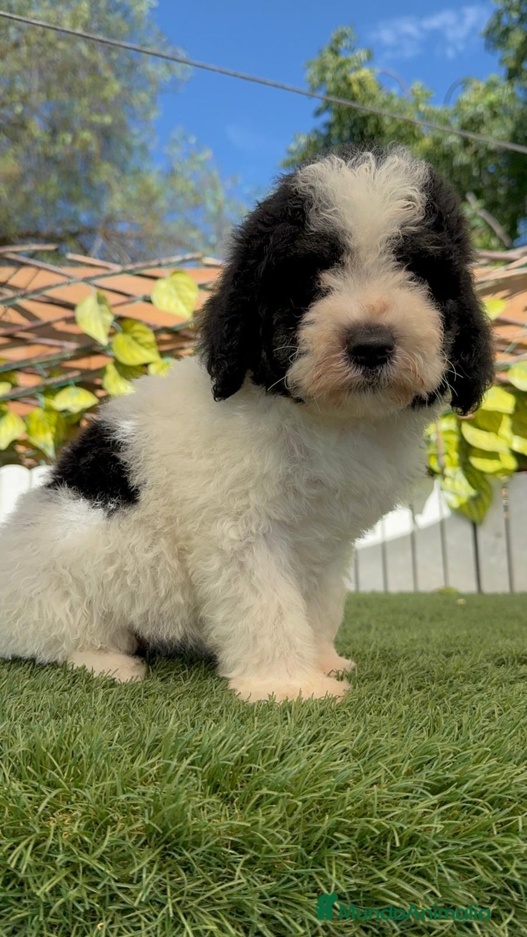 Perro de Agua Español perros en venta: PERRO DE AGUA MACHO - Imagen 18