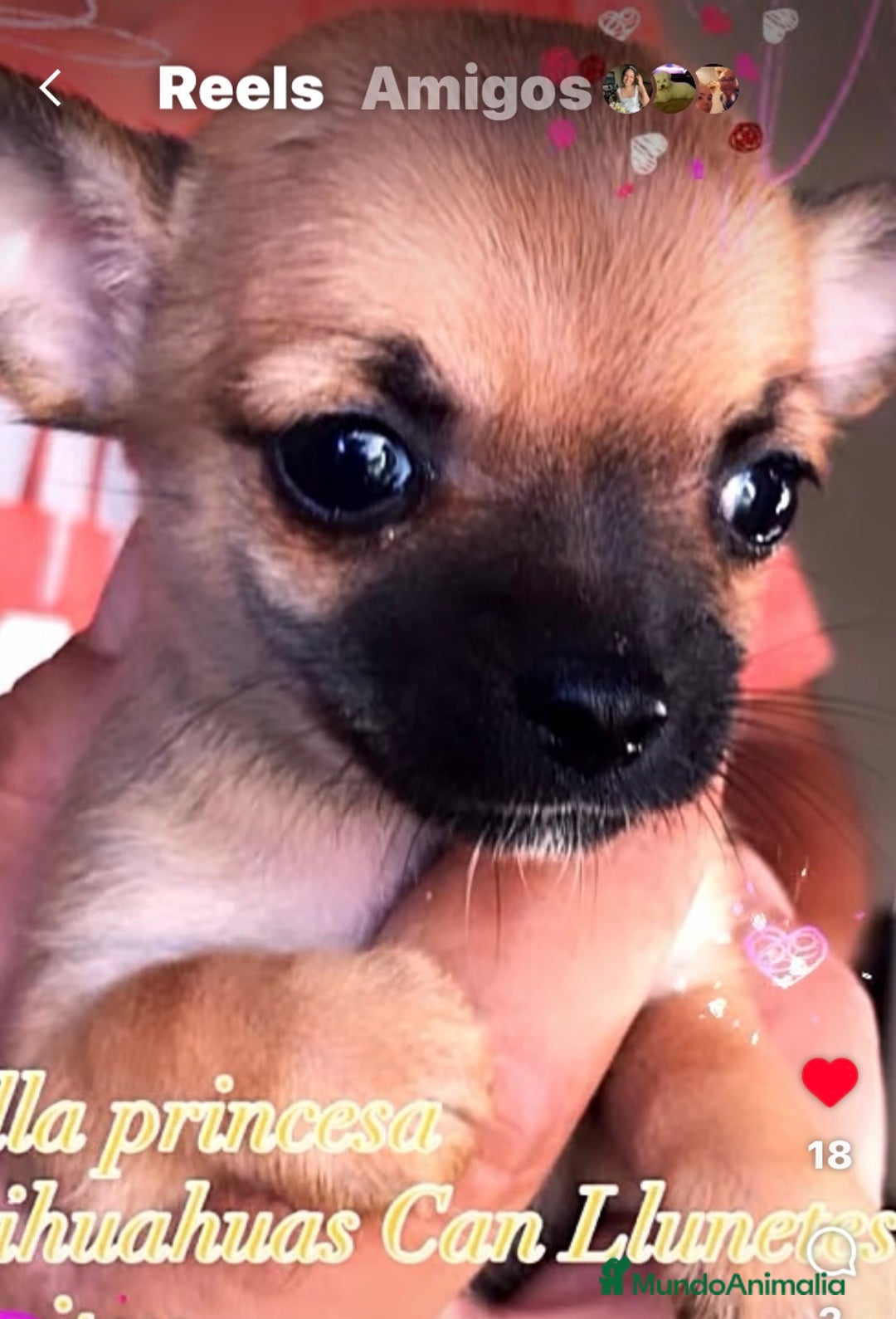 Chihuahua perros en venta: Chihuahua hembrita mini - Anuncio 2
