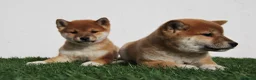 Shiba Inu perros en venta: Cachorros de Shiba Inu del Alto del Pago - Anuncio 3