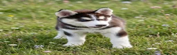 Husky Siberiano perros en venta: Husky siberiano anuncio real  - Anuncio 5