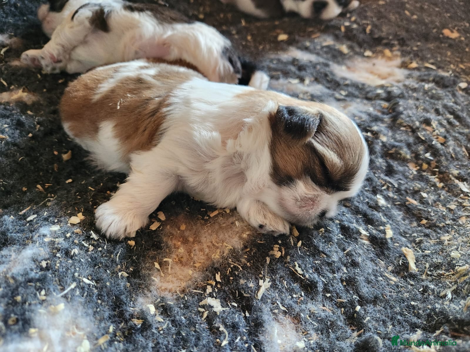 Shih Tzu perros Shih Tzu hembra  - Anuncio 4