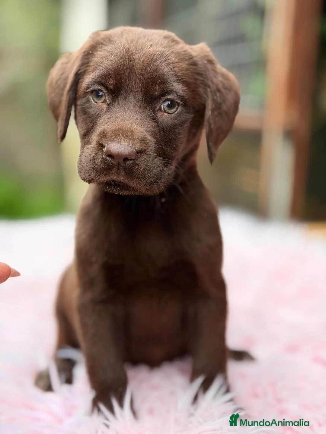 Labrador Retriever perros en venta: CAMADA LABRADOR CHOCOLATE - Anuncio 2