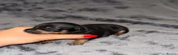 Pinscher Miniatura perros en venta: Pinscher miniatura - Anuncio 26
