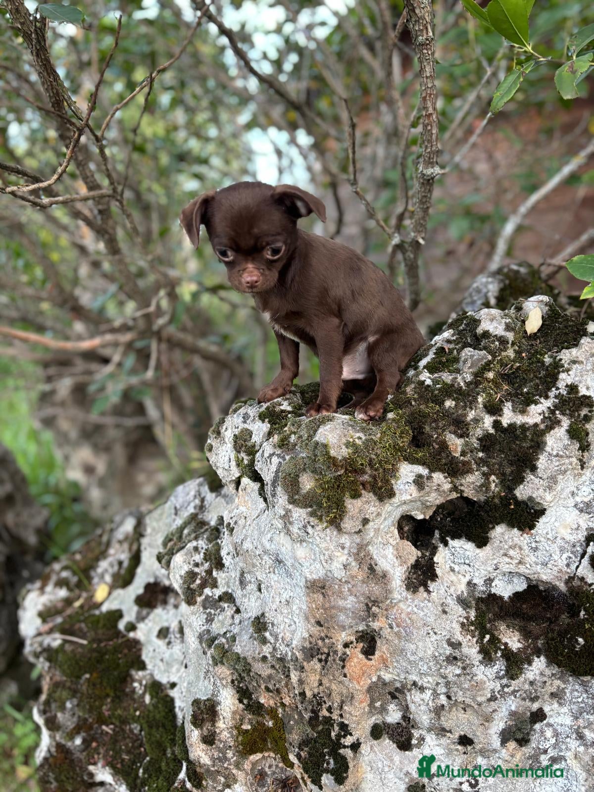 Chihuahua perros Chihuahua macho chocolate !! - Anuncio 1