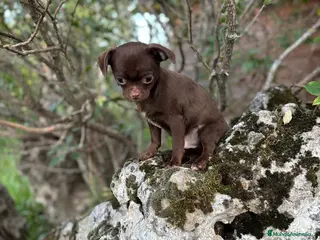 Chihuahua perros Chihuahua macho chocolate !! - Anuncio 1