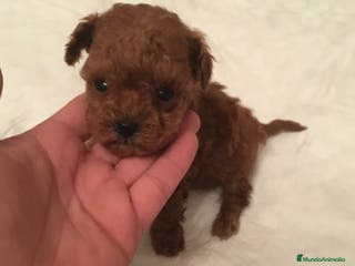 Caniche Toy perros CANICHES TOYS ROJOS en Madrid - Anuncio 4