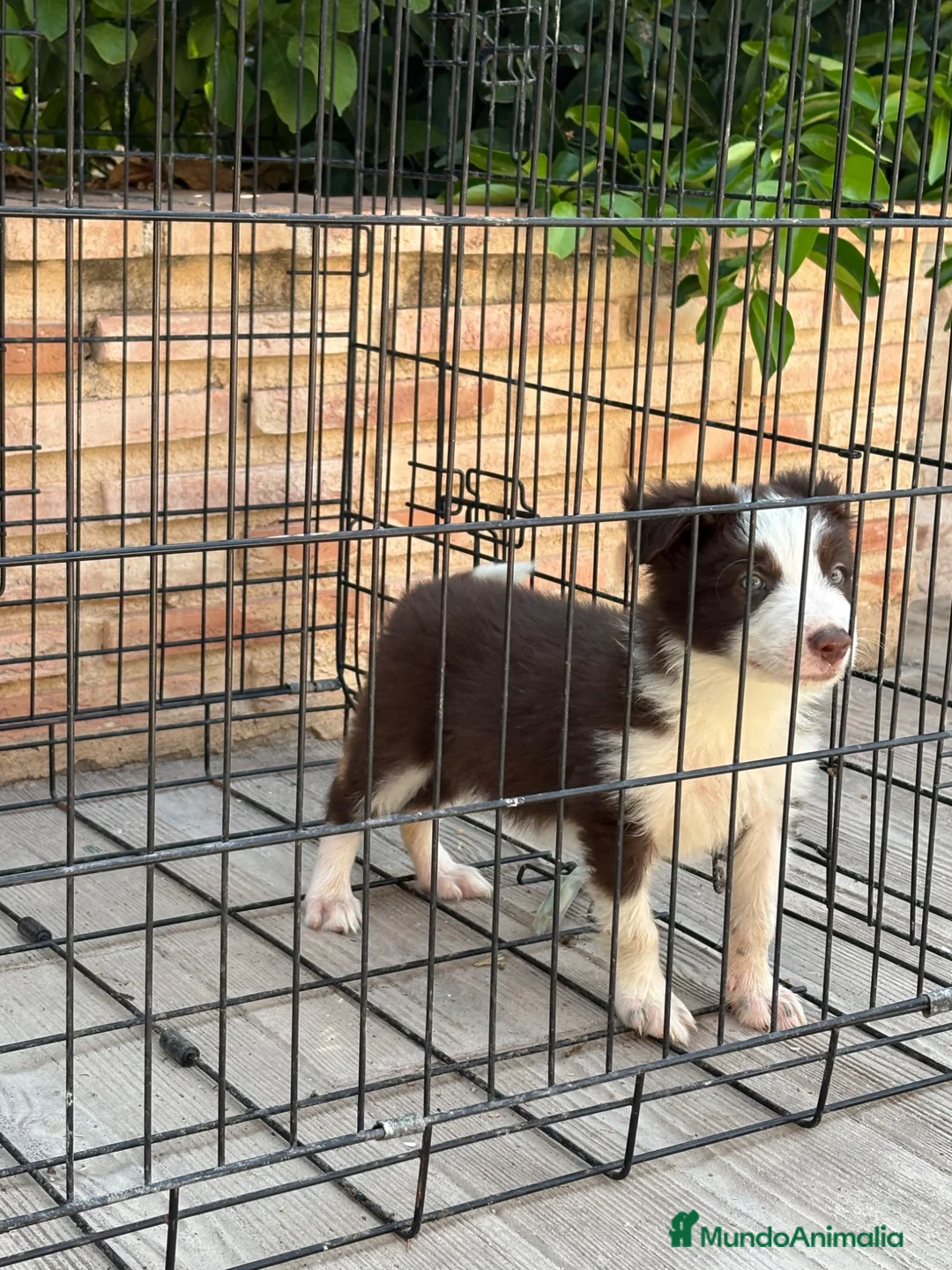 Border Collie perros en venta: Cachorro Border collie ojos azules  - Anuncio 6