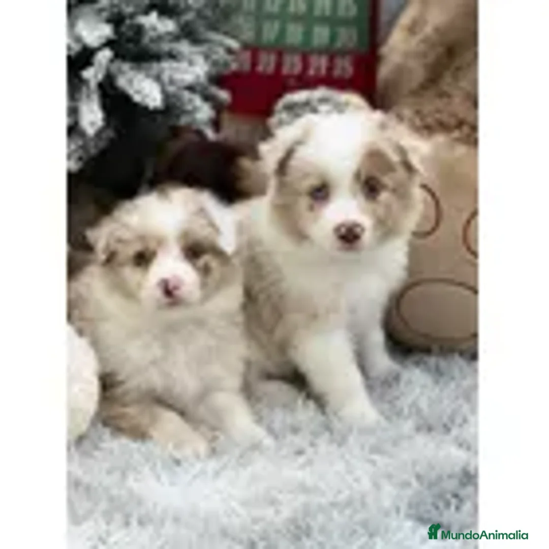 Border Collie perros en venta: Border collie cachorro - Anuncio 1