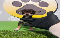 Chihuahua perros en venta: BEBE CHIHUAHUA CHOCOLATE TOY💗 - Imagen 1