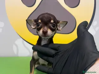 Chihuahua perros BEBE CHIHUAHUA CHOCOLATE TOY💗 - Anuncio 10
