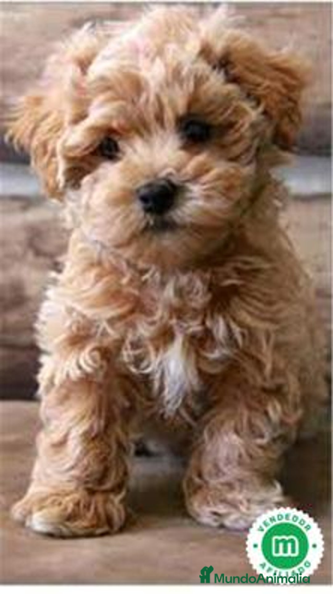 Maltipoo perros en venta: Maltipoo Toy disponibles  - Anuncio 1