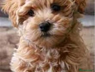Maltipoo perros Maltipoo Toy disponibles - Anuncio 2