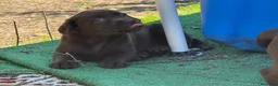 Labrador Retriever perros en venta: Labrador retriever - Anuncio 3