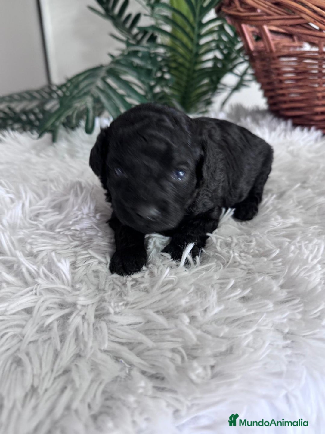 Caniche Toy perros en venta: CANICHE TOY MACHO - Anuncio 14