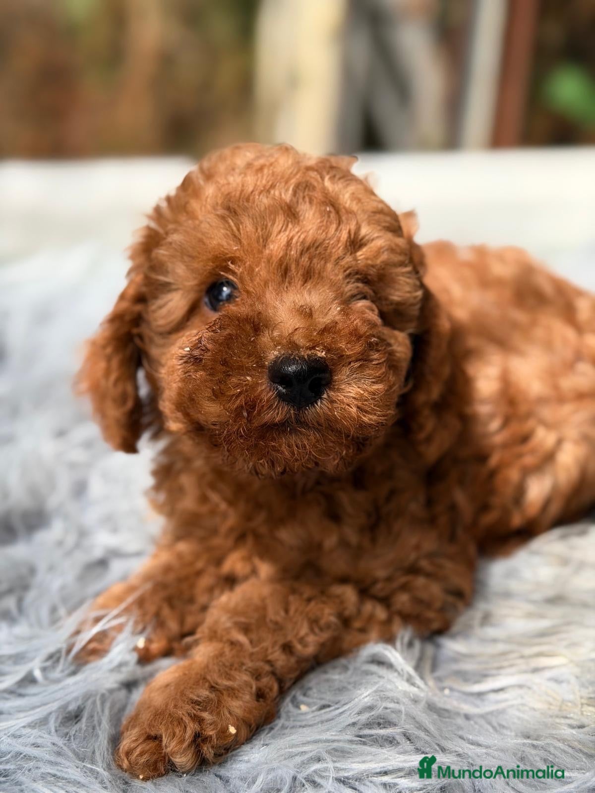 Caniche Toy perros Caniche toy rojo💙🐾 - Anuncio 2