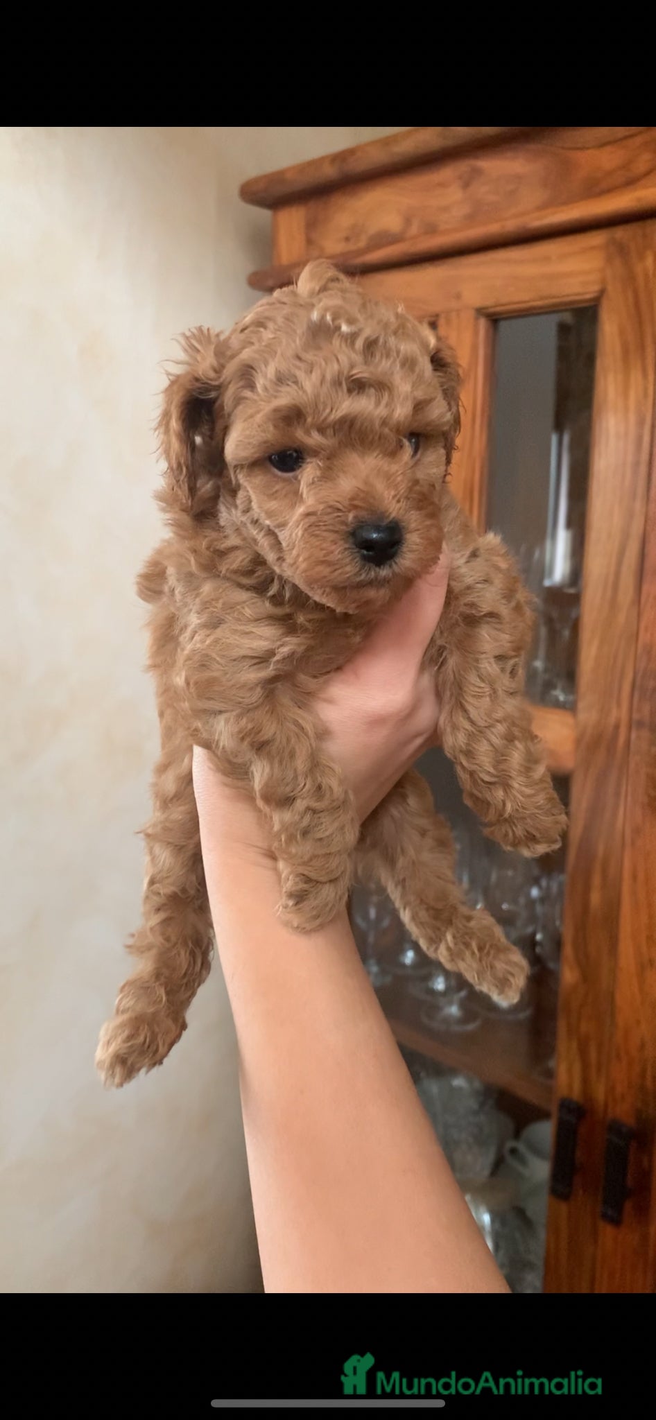 Caniche Toy perros Caniche toy apricot reservas abiertas🧸 - Anuncio 11