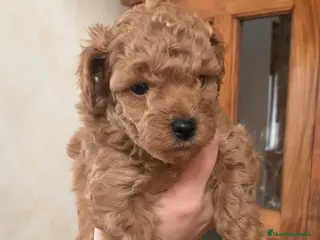 Caniche Toy perros Caniche toy apricot reservas abiertas🧸 - Anuncio 11