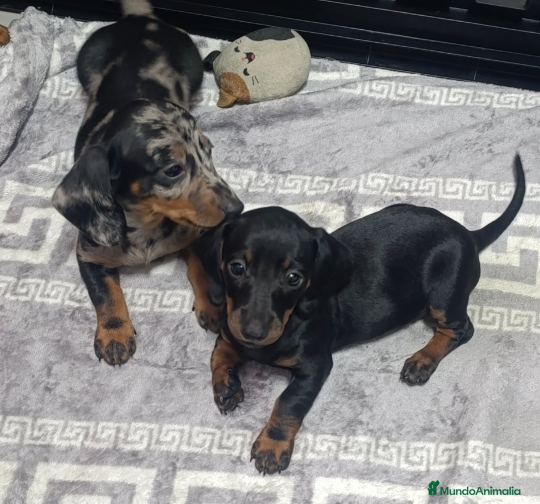 Teckel Miniatura perros en venta: Teckel kaninchen mini toys  - Imagen 5