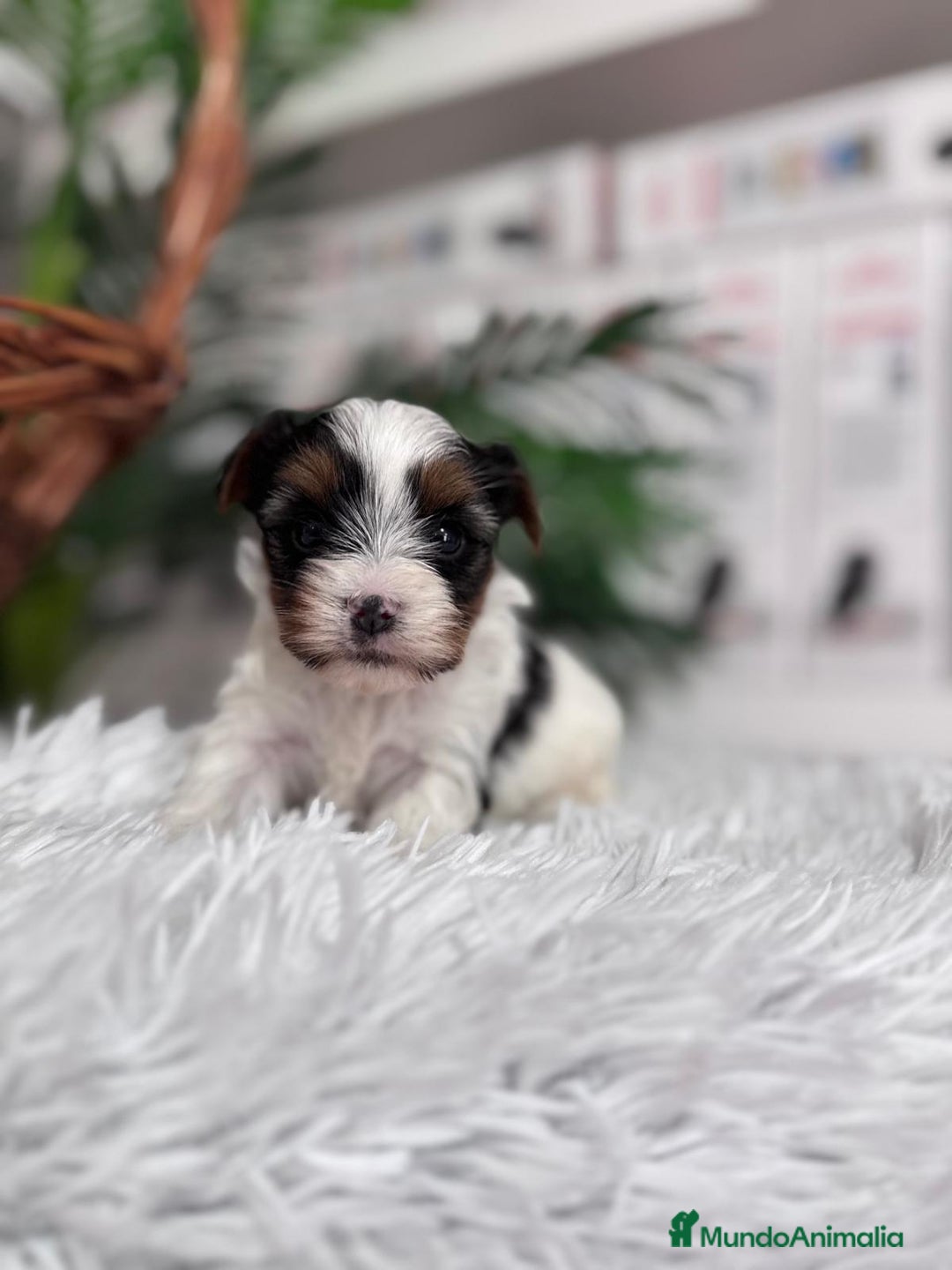 Yorkshire Terrier perros en venta: YORKSHIRE BIEWER - Anuncio 8