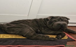 Shar Pei perros en adopcion: Sharpei un año adopción  - Imagen 1