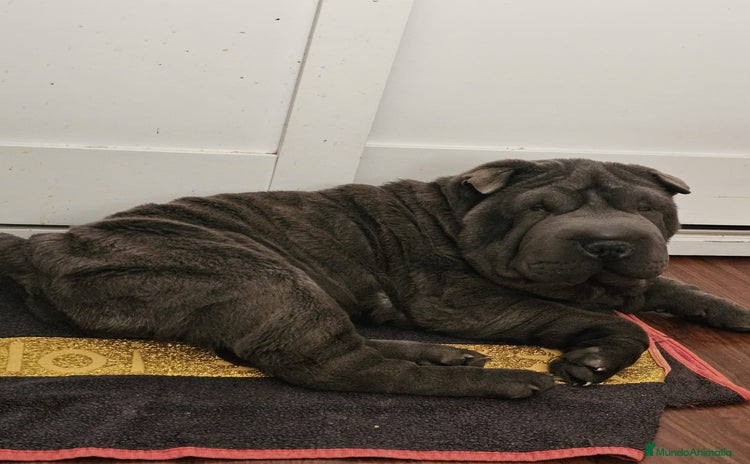 Shar Pei perros - Propaganda 1