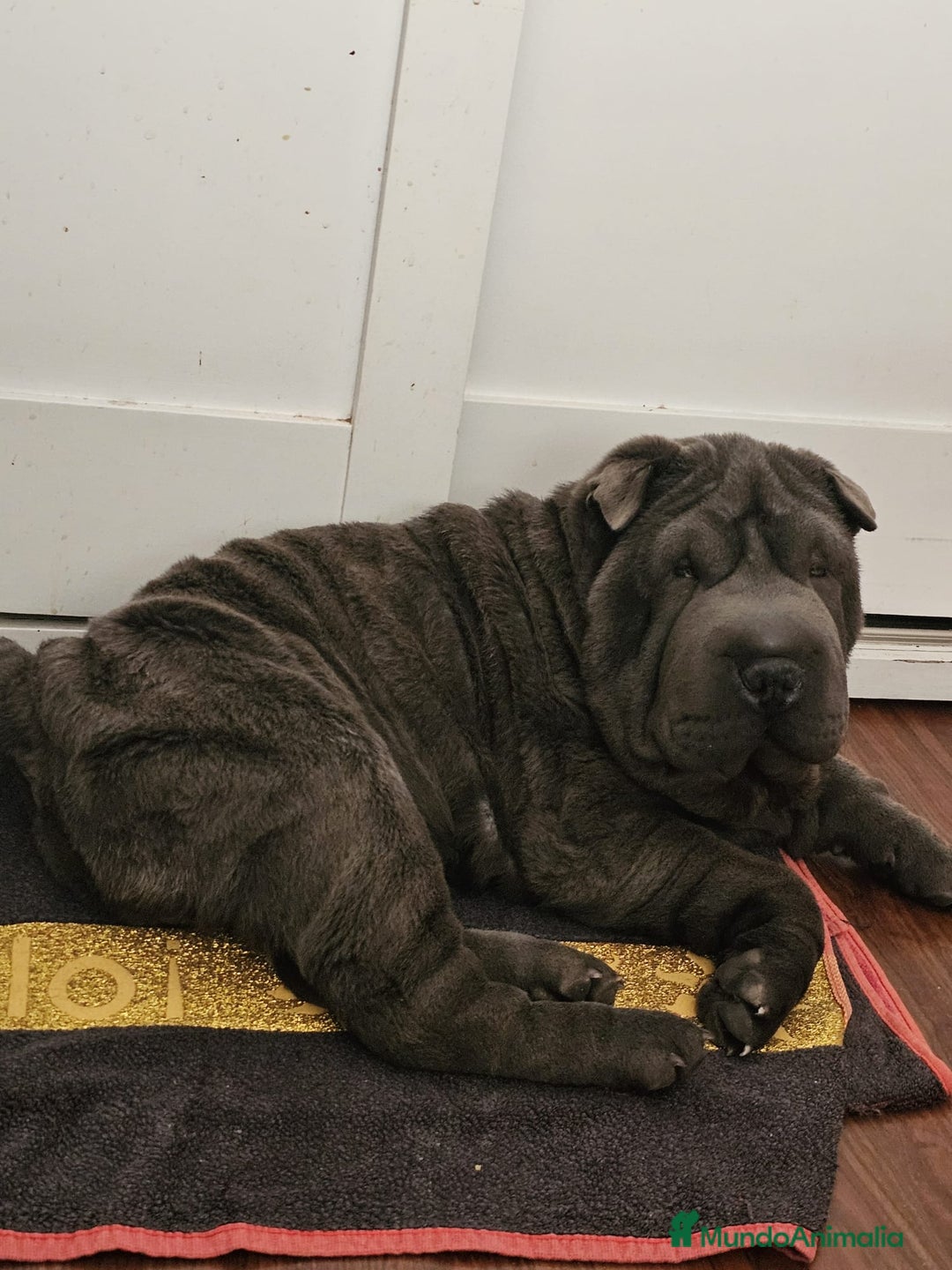 Shar Pei perros en adopcion: Sharpei un año adopción  - Imagen 1
