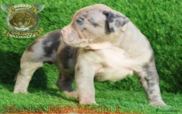 American Bully perros en venta: AMERICAN BULLY XL / AMERICAN BULLY XXL  - Imagen 3