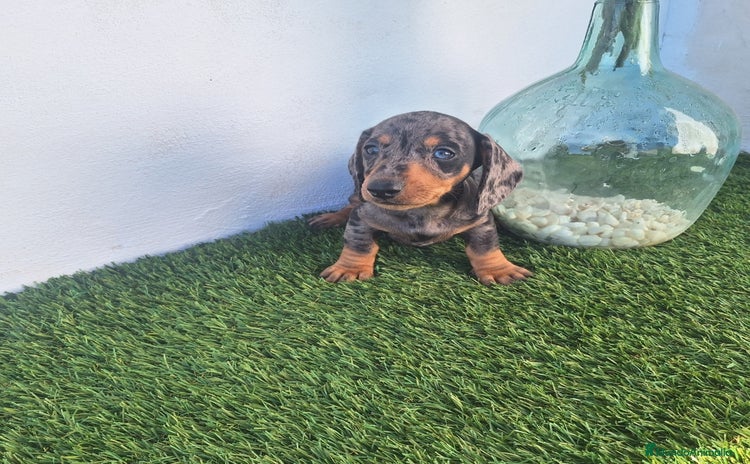 Teckel Miniatura perros - Anuncio 3