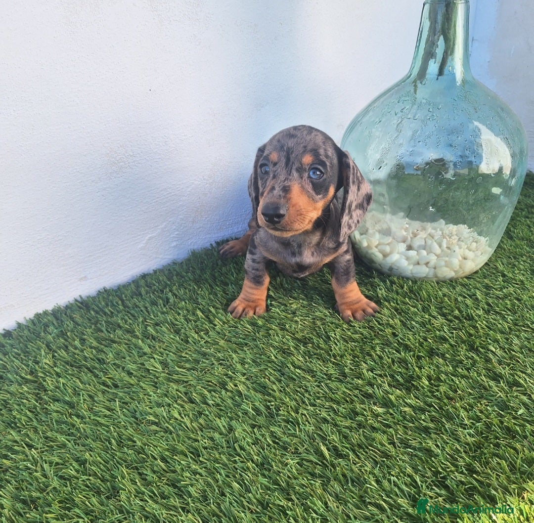 Teckel Miniatura perros en venta: TECKEL MINIATURA ARLEQUIN  - Imagen 1