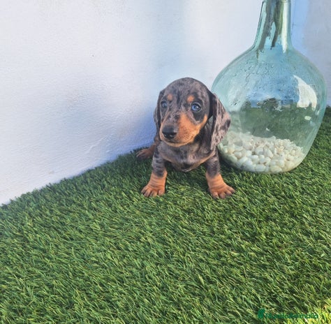 Teckel Miniatura perros - Anuncio 5