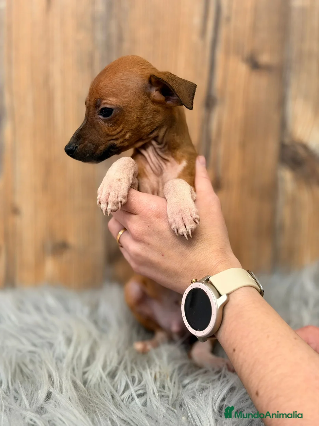 Pequeño Lebrel Italiano perros en venta: PICCOLO ITALIANO MARRÓN  - Anuncio 3