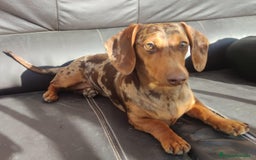 Teckel Miniatura perros en venta: Teckel Miniatura  - Imagen 3