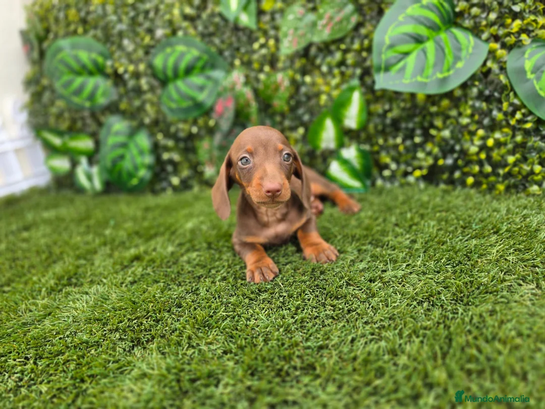 Teckel Miniatura perros en venta: TECKEL KANNINCHEN MINIATURA - Anuncio 2