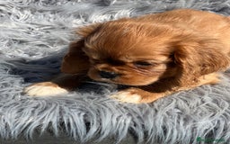 Cavalier King Charles Spaniel perros en venta: Cavalier rubi  - Imagen 5