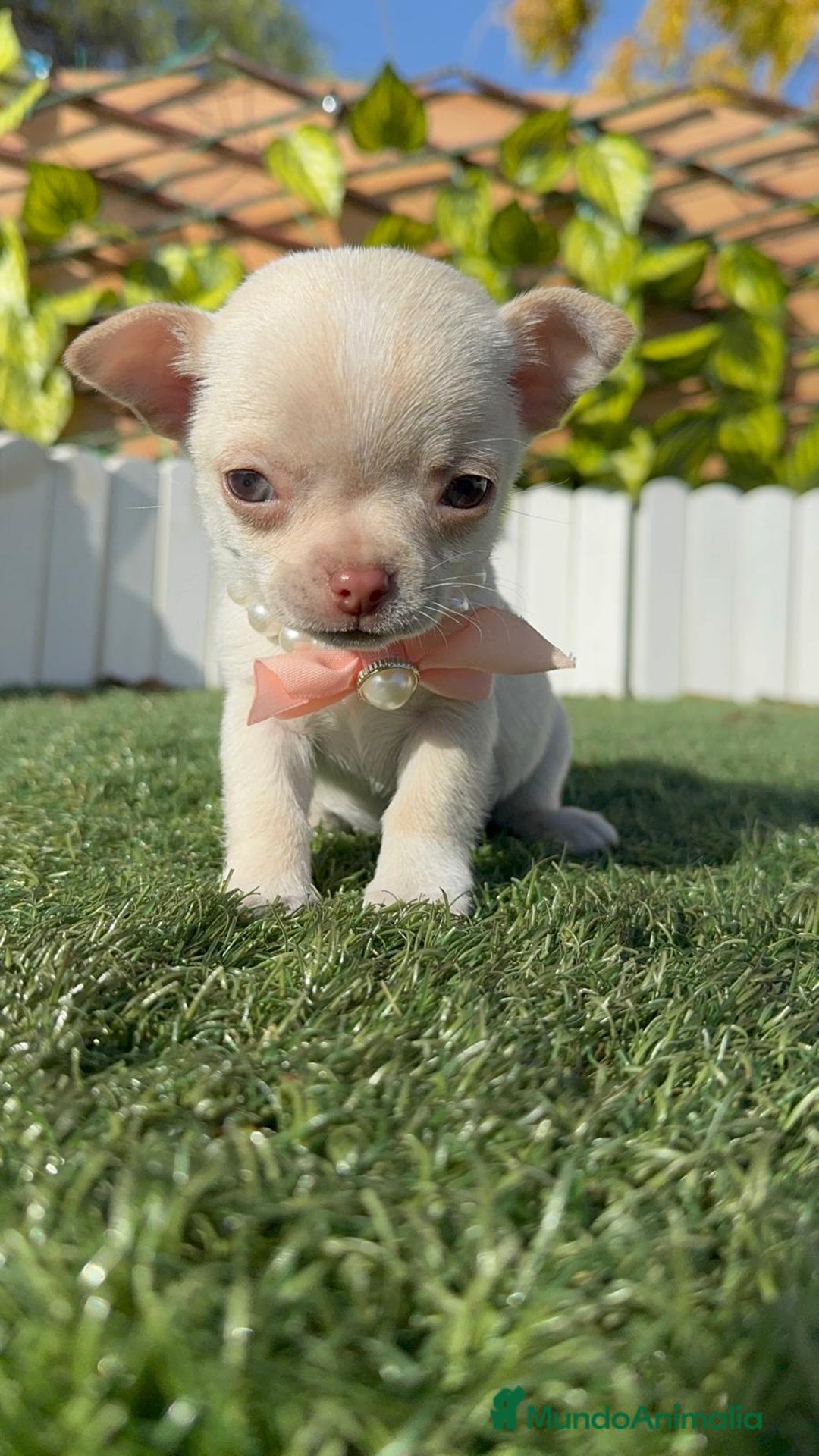 Chihuahua perros en venta: CHIHUAHUA HEMBRA - Anuncio 5