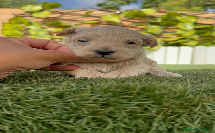 Maltipoo perros - Anuncio 1
