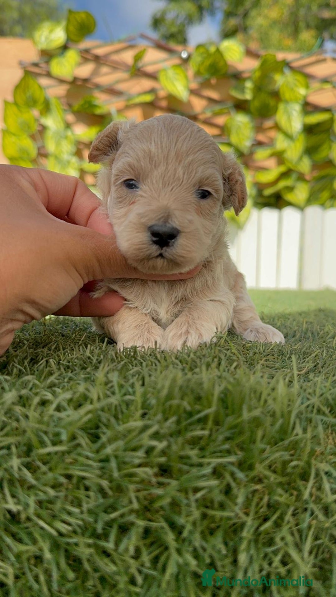 Maltipoo perros en venta: MALTIPOO  - Imagen 1