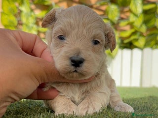 Maltipoo perros - Anuncio 5