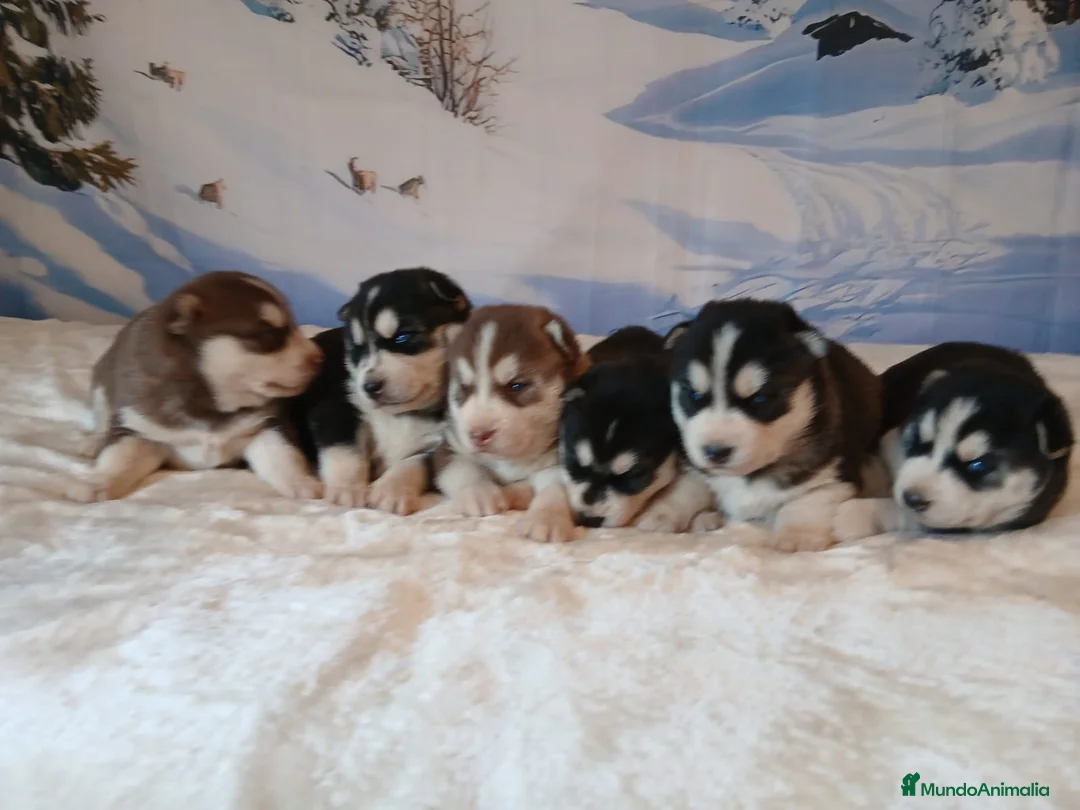 Husky Siberiano perros en venta: Sinerian Husky  - Anuncio 2