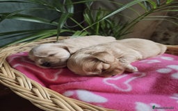 Cocker Spaniel Americano perros en venta: Cocker americano  - Imagen 4