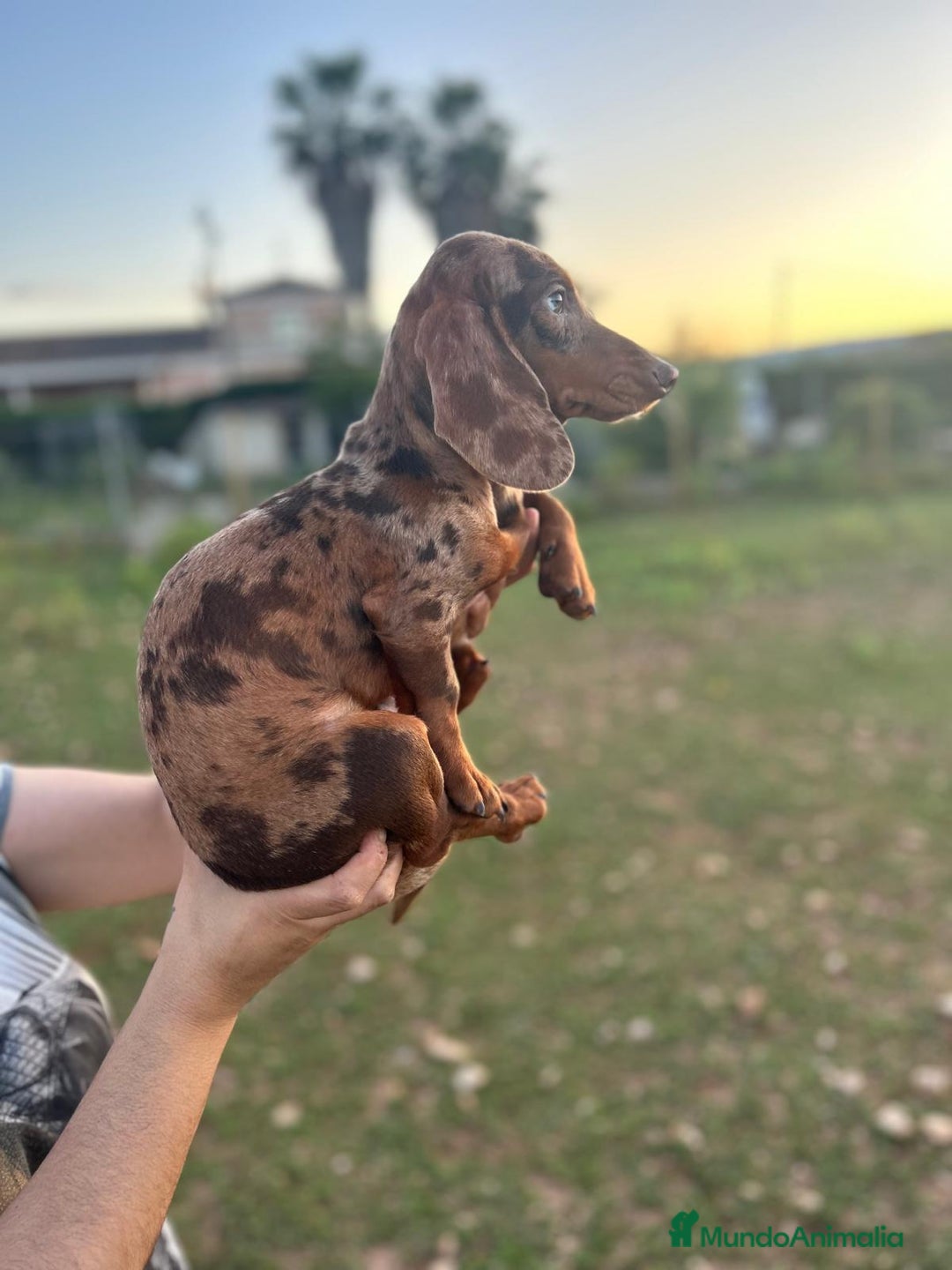Teckel Miniatura perros en venta: Teckel Arlequin - Imagen 1