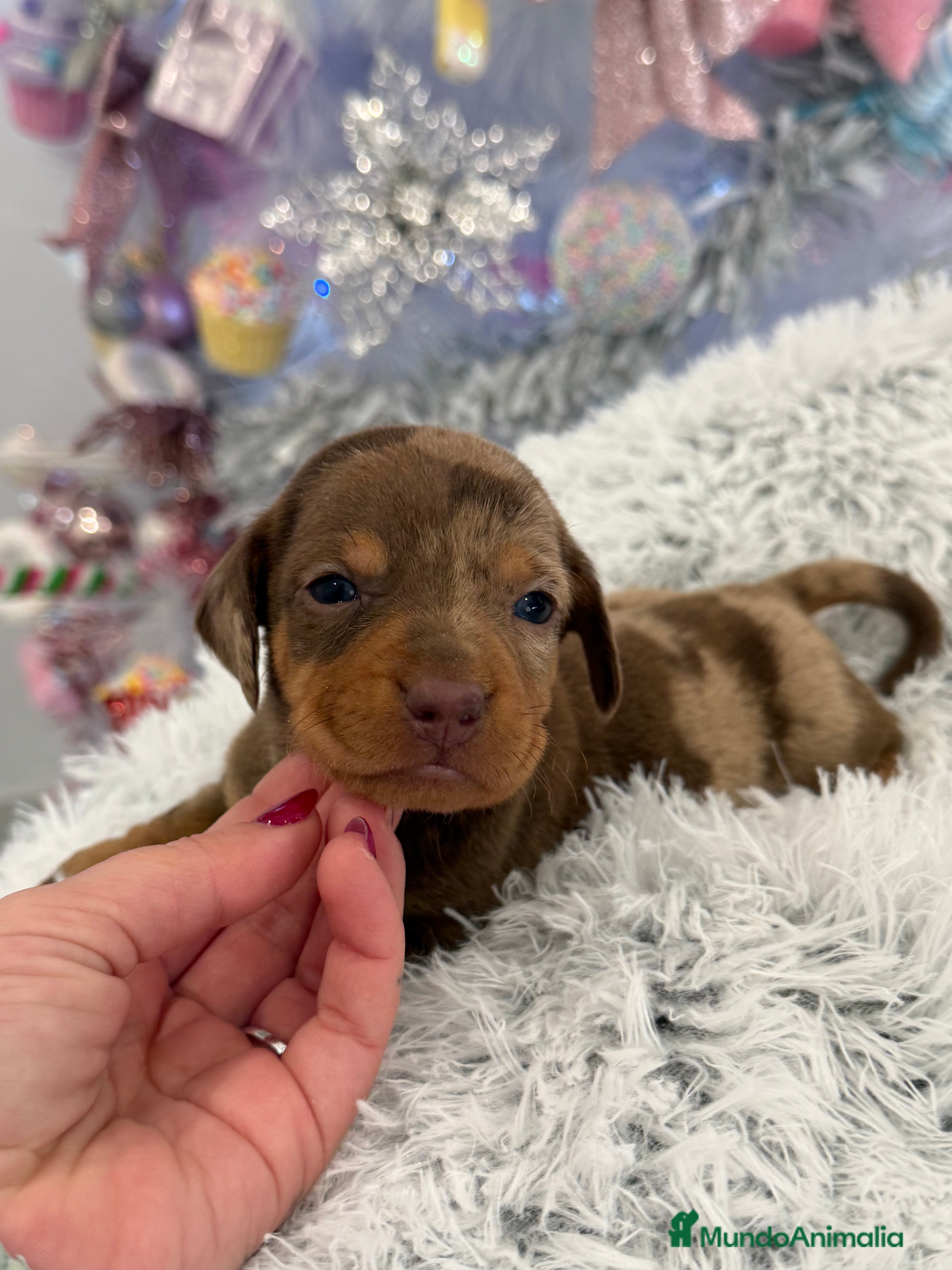 Teckel Miniatura perros Teckel mini arlequín chocolate disponible  - Anuncio 6