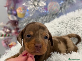 Teckel Miniatura perros Teckel mini arlequín chocolate disponible - Anuncio 3