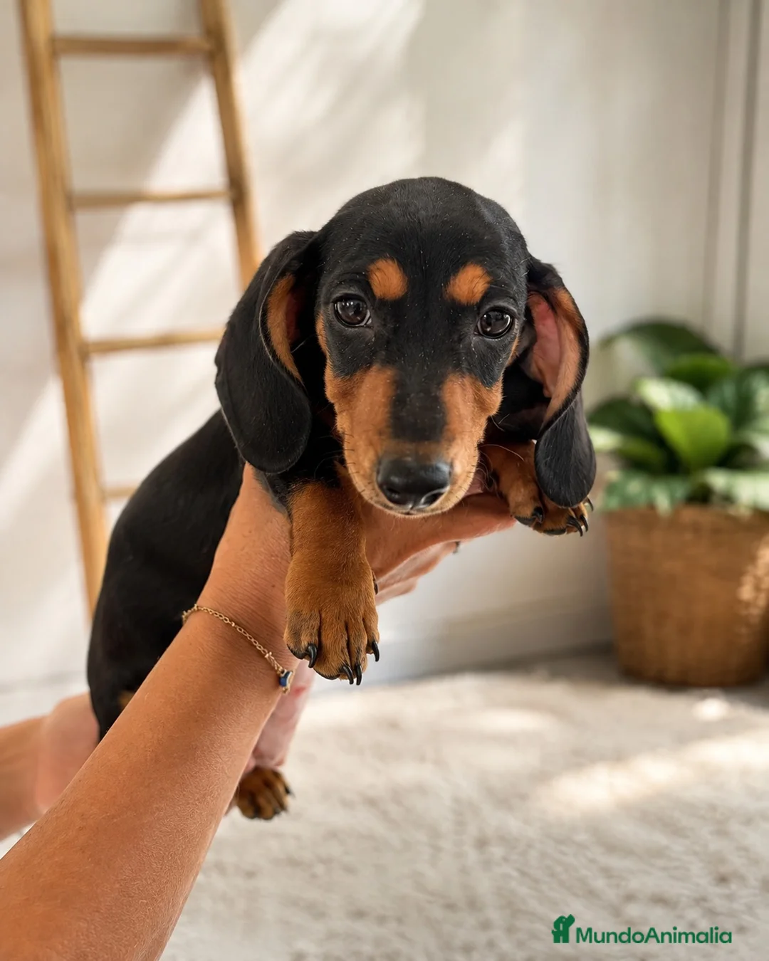 Teckel Miniatura perros en venta: TECKEL NEGRO FUEGO – HEMBRA Y MACHO 🤎🐾 - Anuncio 2