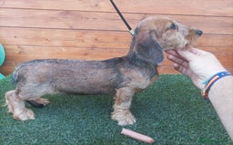 Teckel Miniatura perros en venta: CAMADA MINIATURA PELO DURO - Imagen 2