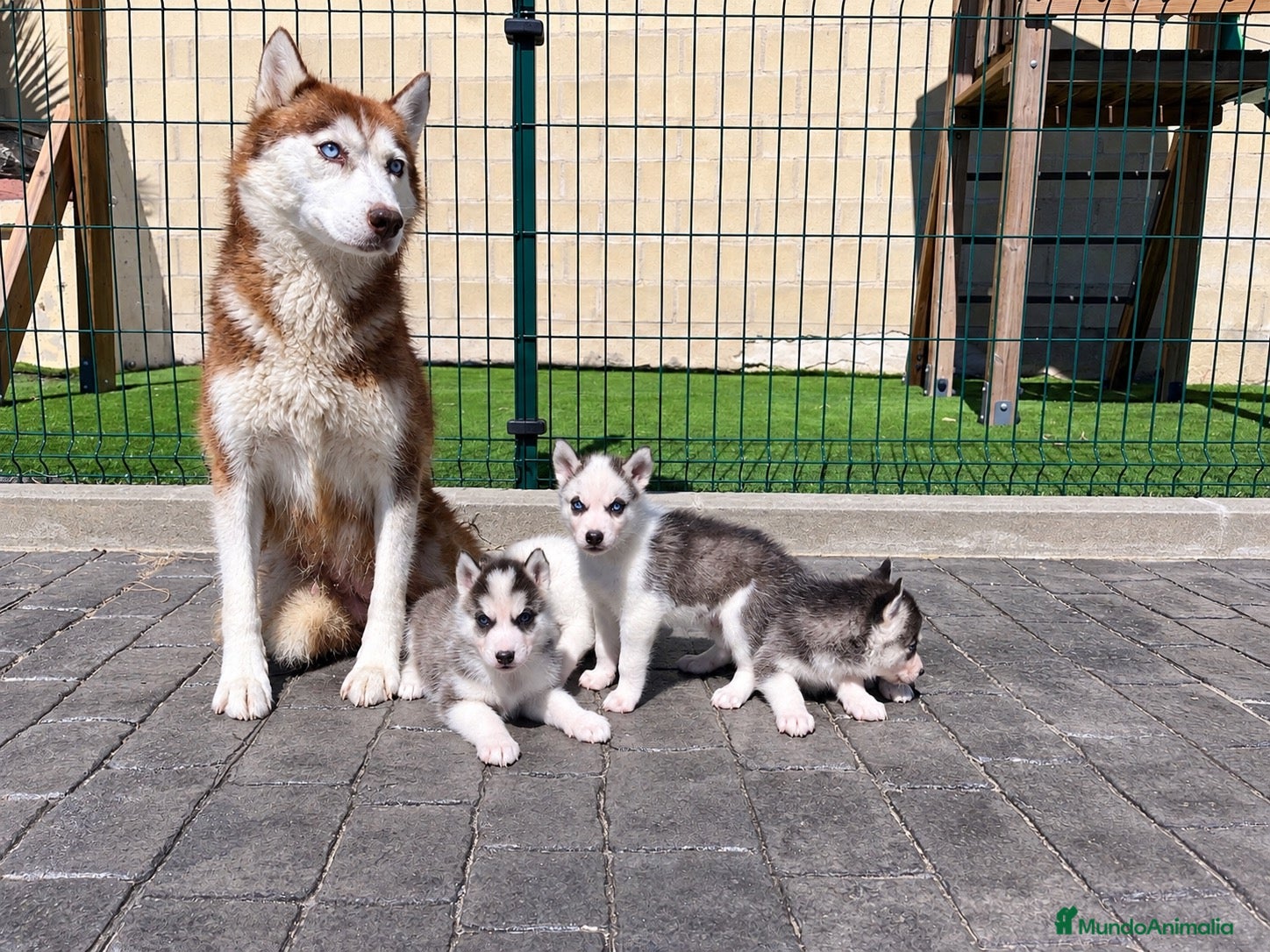Husky Siberiano perros Husky - Anuncio 1