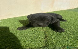 Cane Corso perros en venta: Cane Corso  - Anuncio 3