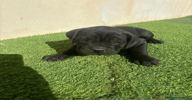 Cane Corso perros Cane Corso  - Anuncio 1