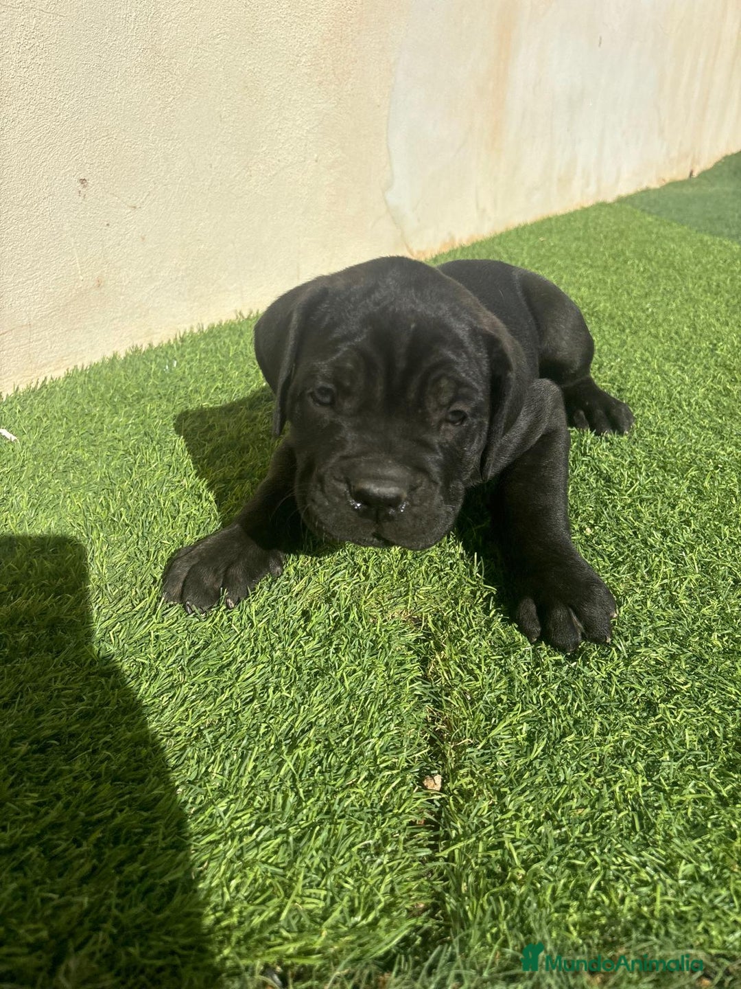 Cane Corso perros en venta: Cane Corso  - Anuncio 3